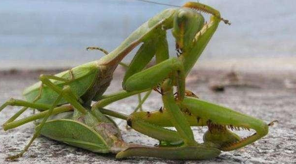 母螳螂吃公螳螂是为什么