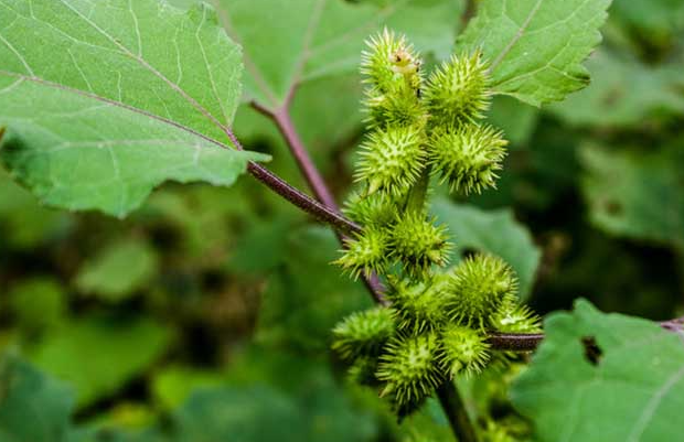 苍耳靠什么传播种子