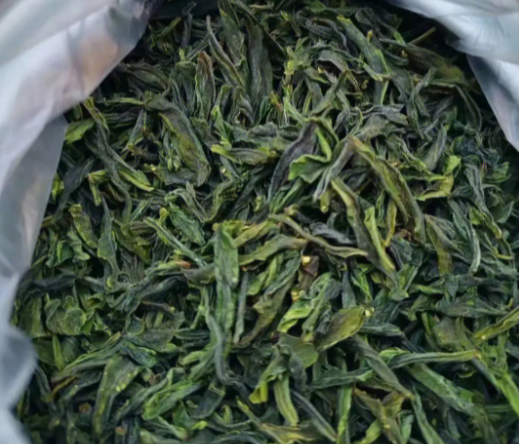 六安瓜片属于什么茶