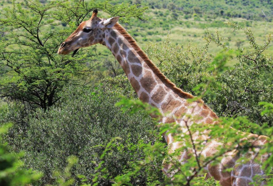 长颈鹿吃什么树叶