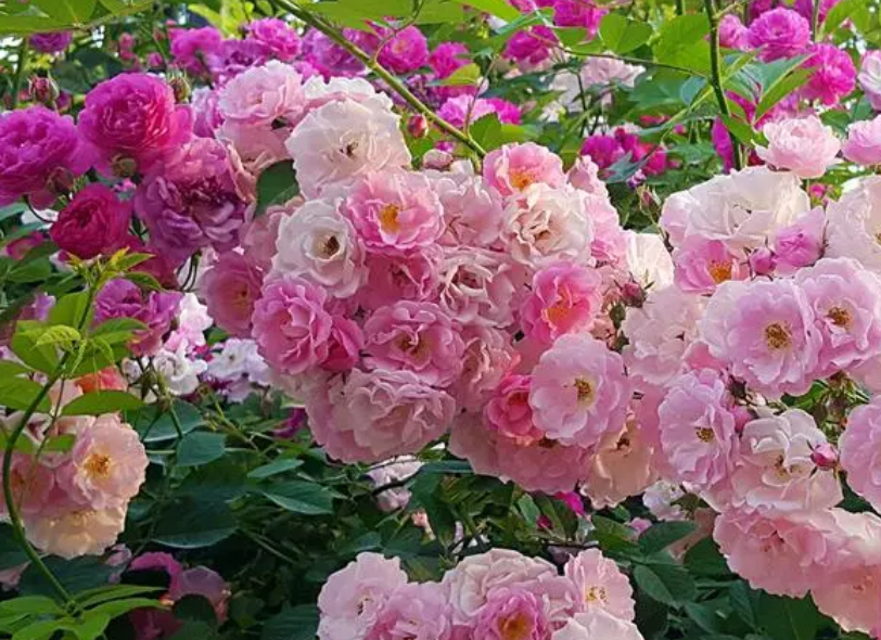 蔷薇花什么时候开