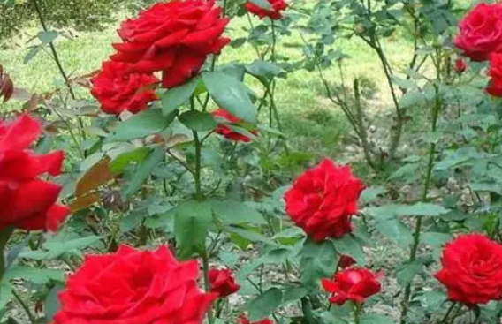玫瑰花的种植方法