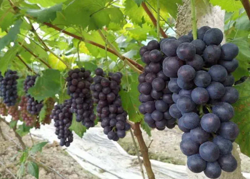 夏黑葡萄产地