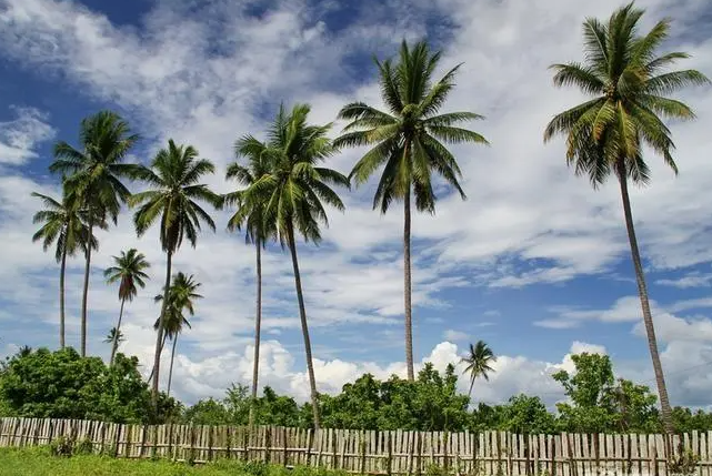 椰子树的资料