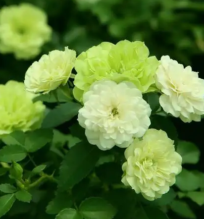 为什么自然界少有绿色的花