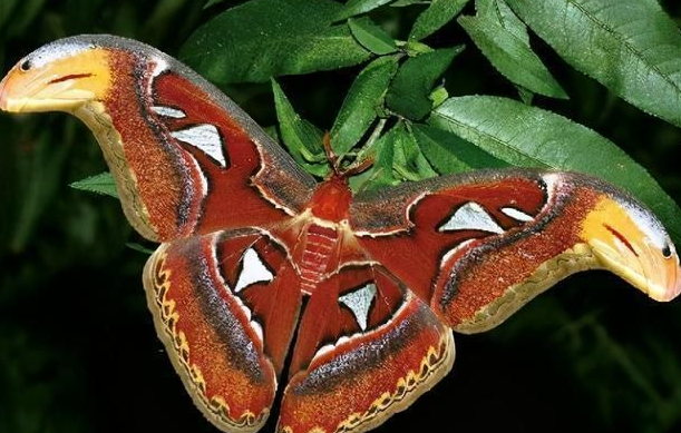 双头蛇蝴蝶有毒吗