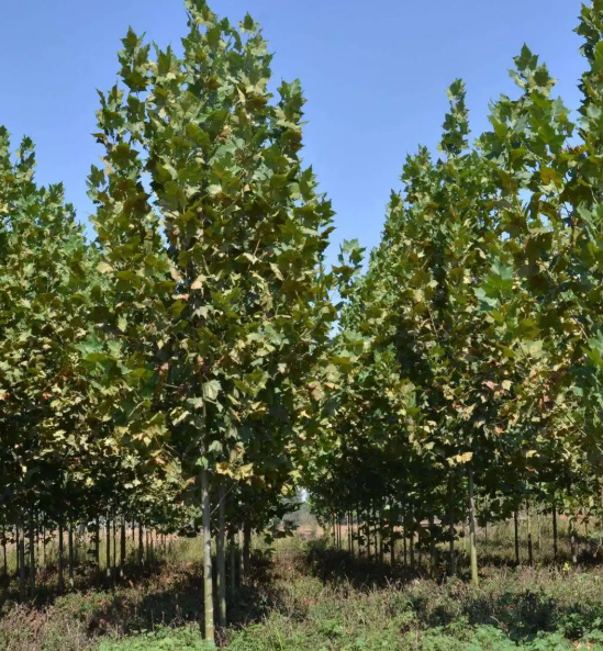 哪种树被称为活化石?