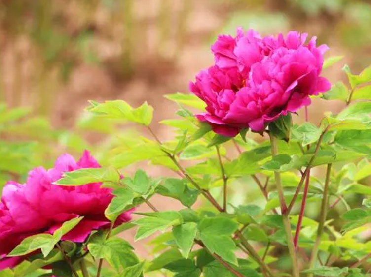 牡丹花什么时候开