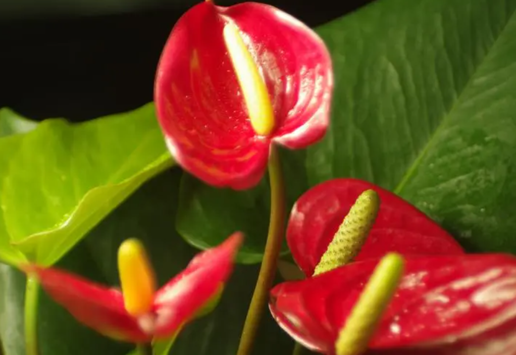 红掌的养护方法