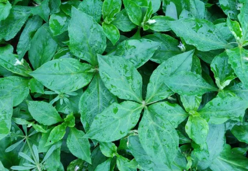 太子参最新价格