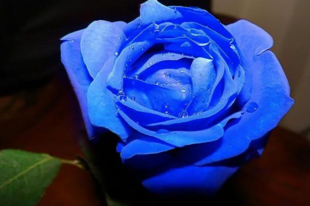 蓝色妖姬的花语是什么