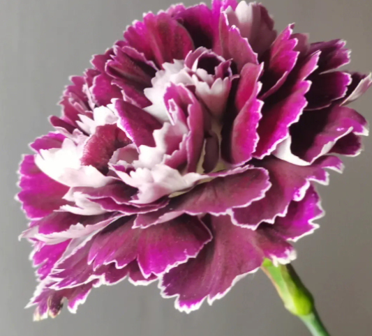 康乃馨代表什么