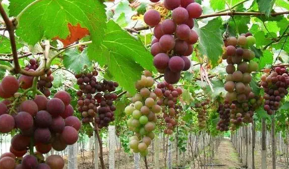葡萄种植技术视频