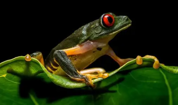 青蛙除了用肺外还用什么器官呼吸?