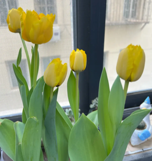 郁金香什么时候开花