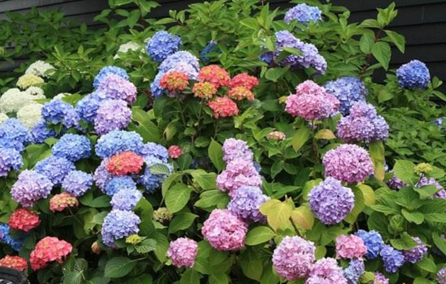 绣球花的养殖方法和注意事项
