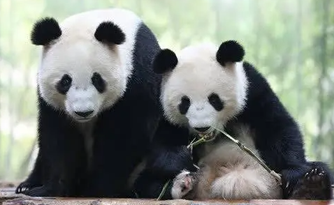 大熊猫的寿命有多长