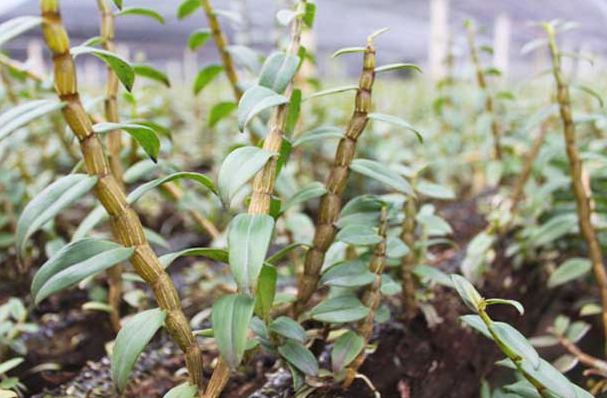 石斛多少钱一斤