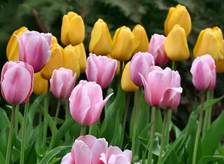 郁金香有毒吗 适合室内养吗