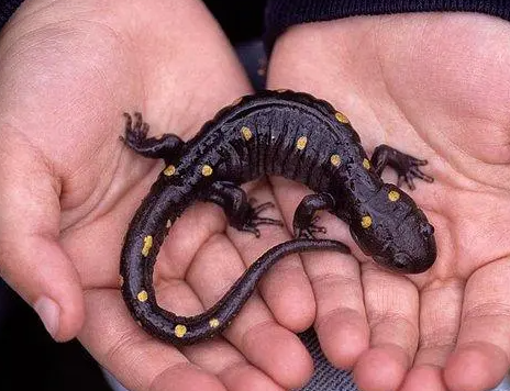 蝾螈是什么动物