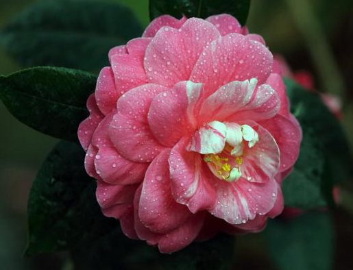 中国十大名花有哪些