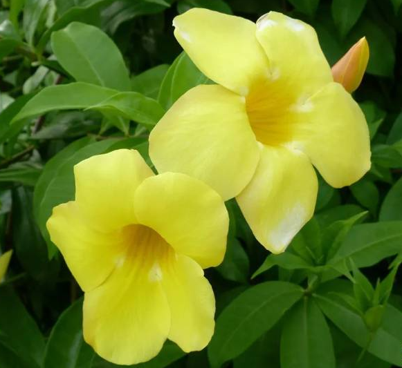 一天24小时花开放的顺序