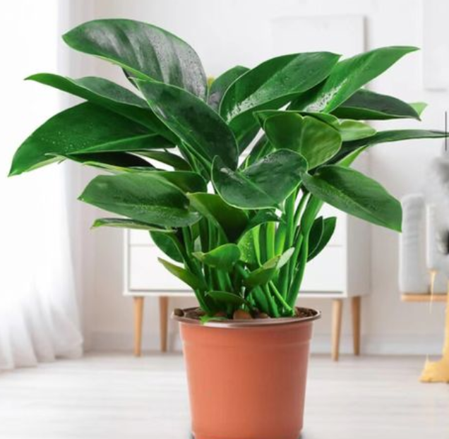 净化空气的室内植物