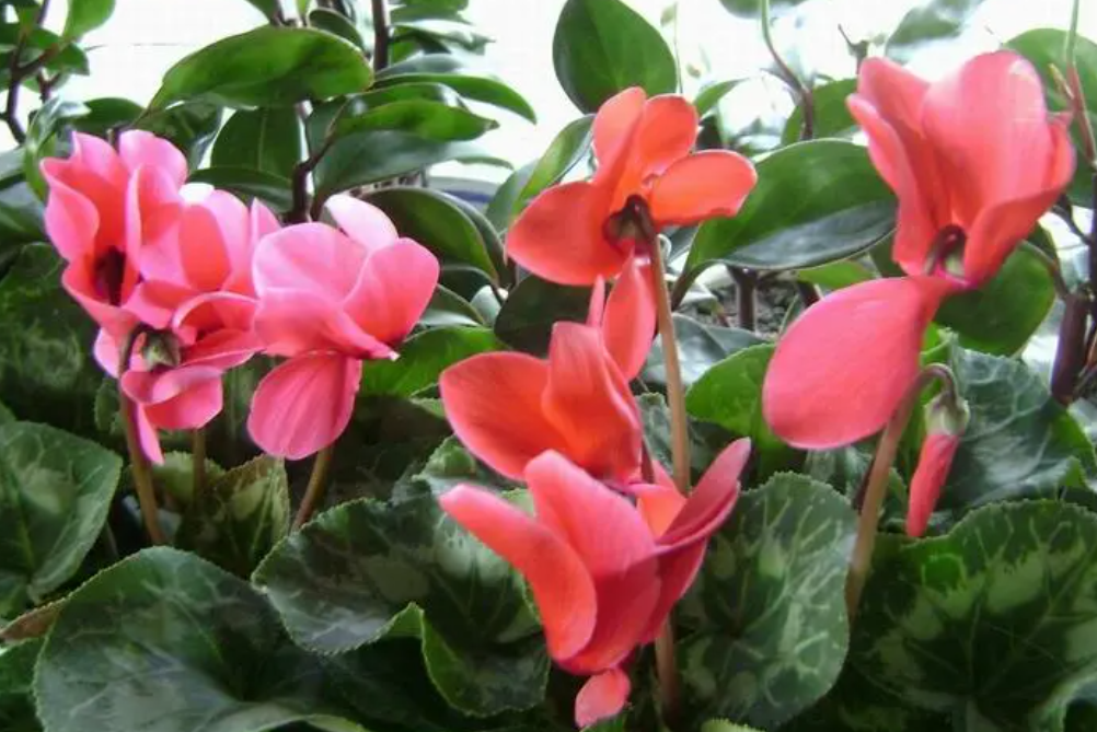 仙客来的养殖方法