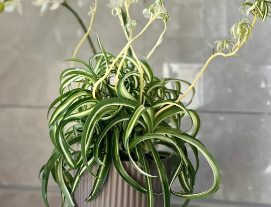 吊兰的种类