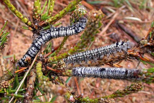 落叶松毛虫