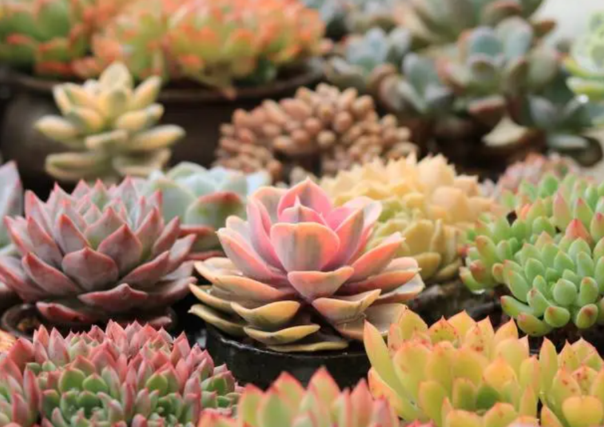 多肉的养殖方法和浇水