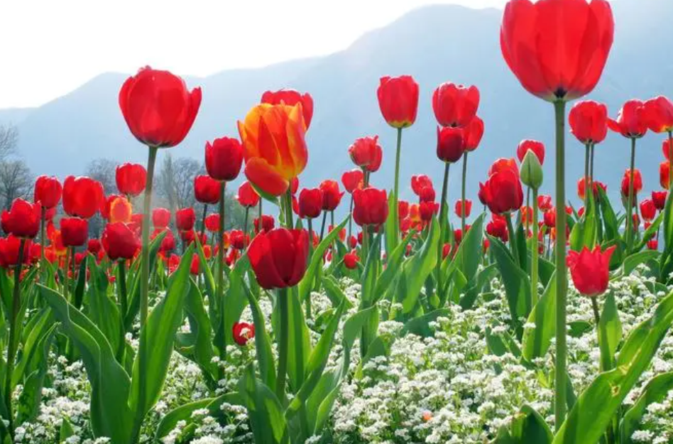 表示暗恋的花的花语