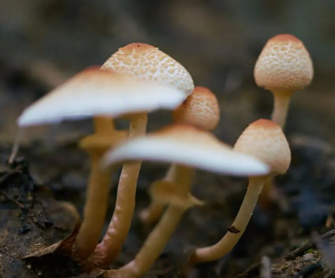 牛粪可以种蘑菇吗