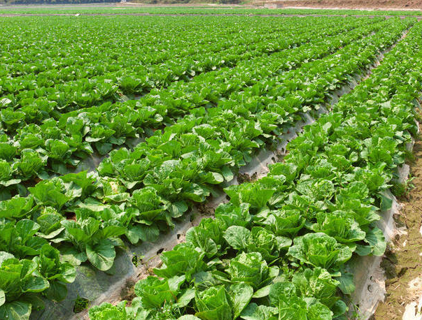 种植致富项目有哪些