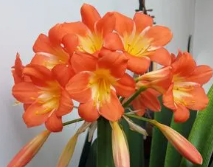 大胜利君子兰怎么养护