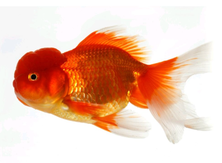 金鱼的记忆只有7秒吗