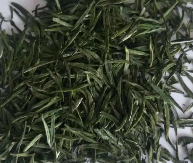 信阳毛尖是什么茶呢