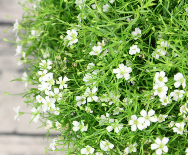 满天星的花语是什么呢