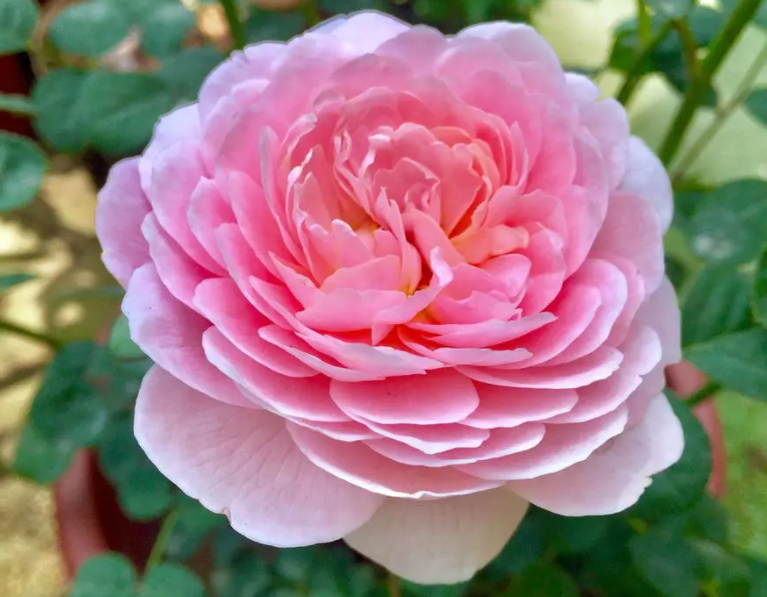 月季花如何栽培