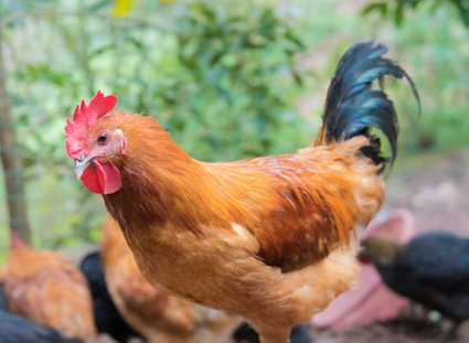 六畜家禽指的都有什么