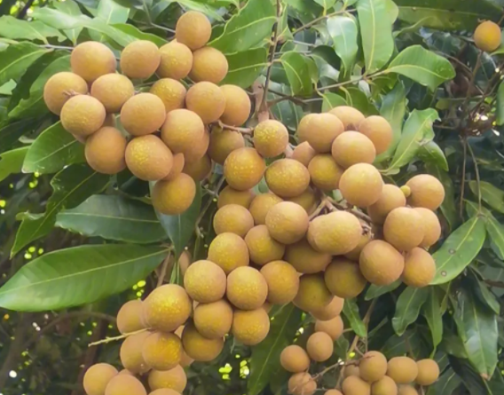 龙眼和桂圆的区别在哪里