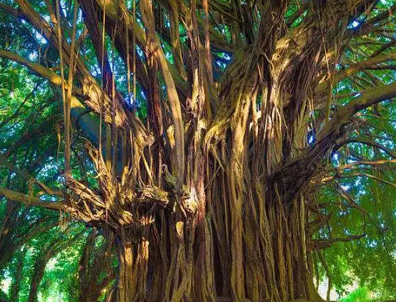 菩提树有什么意义