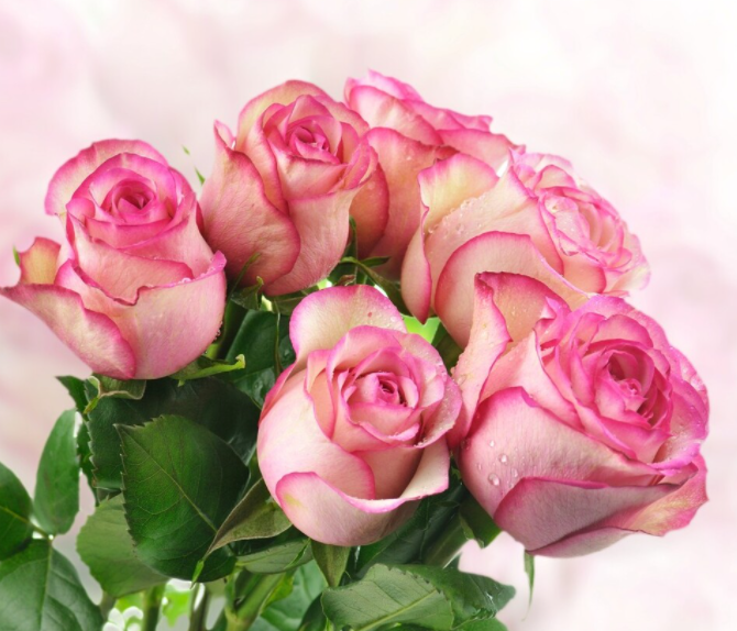 粉色玫瑰的花语是什么意思