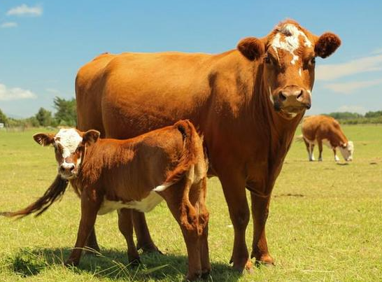 反刍是什么意思