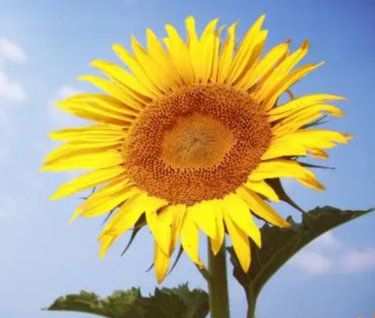 夏天开的花有哪些