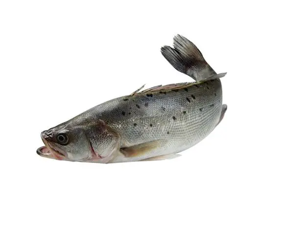 鲈鱼多少钱一斤