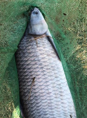 青鱼多少钱一斤