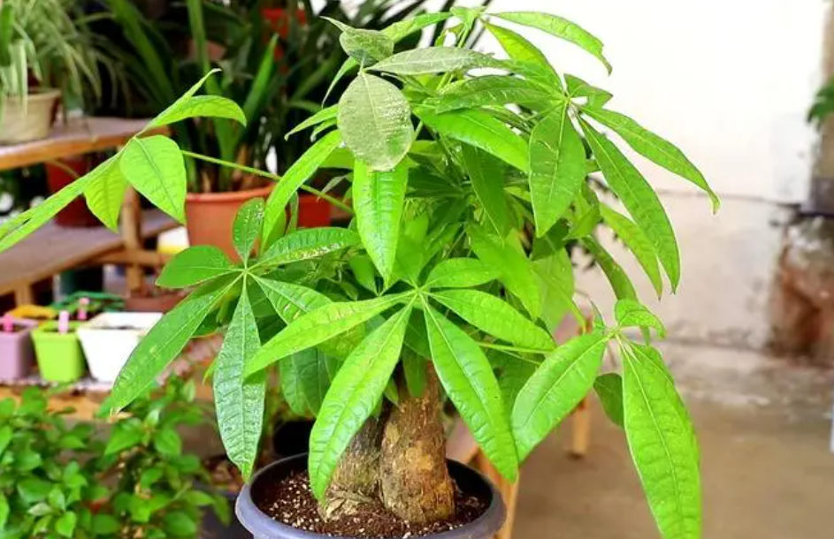 发财树的养殖方法