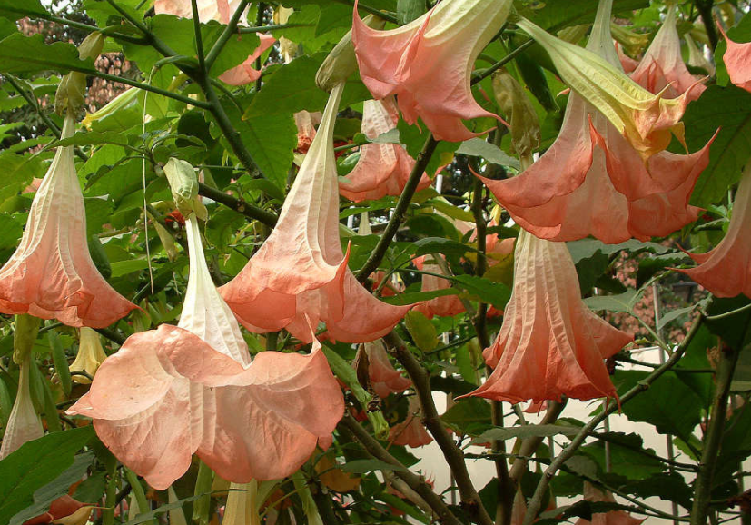 曼陀罗花有毒吗