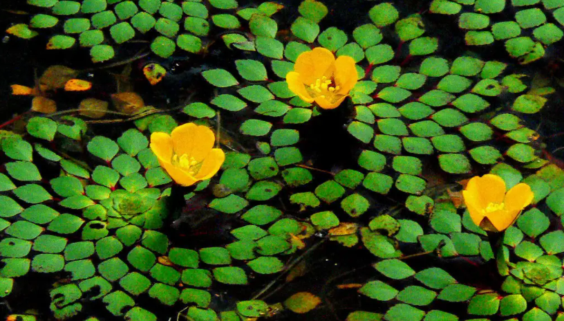 水生植物有哪些